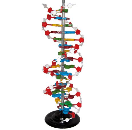 Mô hình cấu trúc không gian ADN VIETVALUE